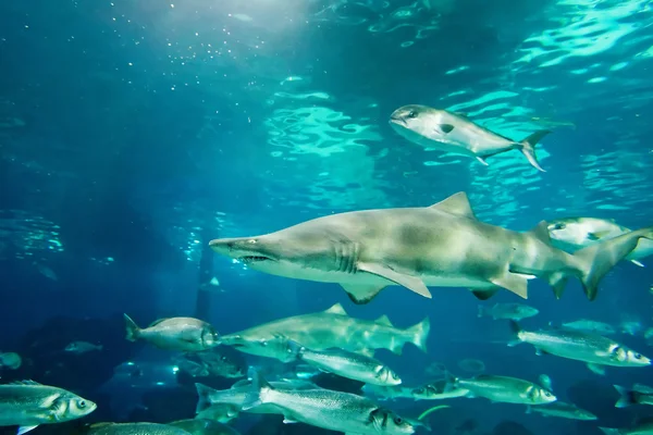 Requin tigre de sable sous l'eau — Photo