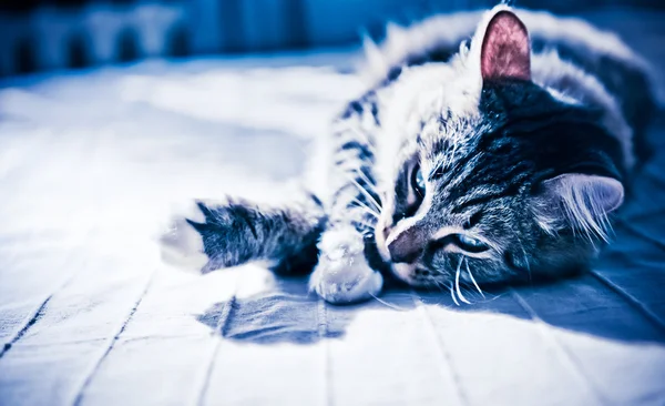 Кіт лежить на ліжку — стокове фото