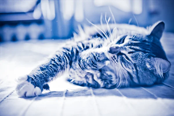 Katze liegt auf Bett — Stockfoto