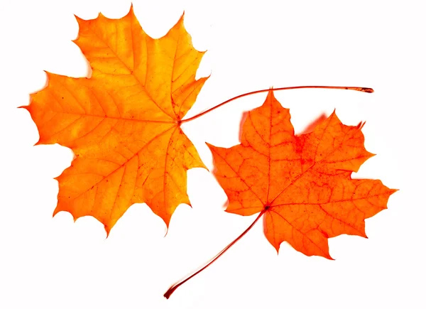 Gyűjtemény gyönyörű színes őszi levelek — Stock Fotó