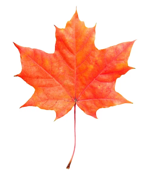 Beautiful colorful autumn leaf — Stock Photo, Image
