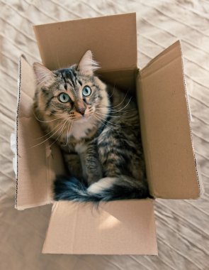 kutu içinde oturan kedi