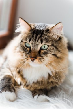 Gri kedi