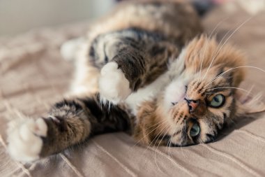 Gri kedi portresi