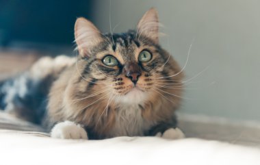 Gri kedi arıyorum