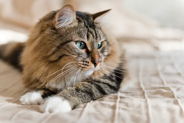 회색 고양이의 초상화 — 스톡 사진
