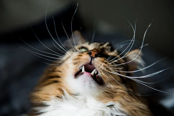 Gato com boca aberta — Fotografia de Stock