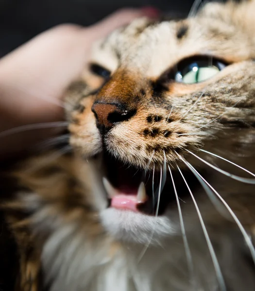 Розлючена кішка — стокове фото