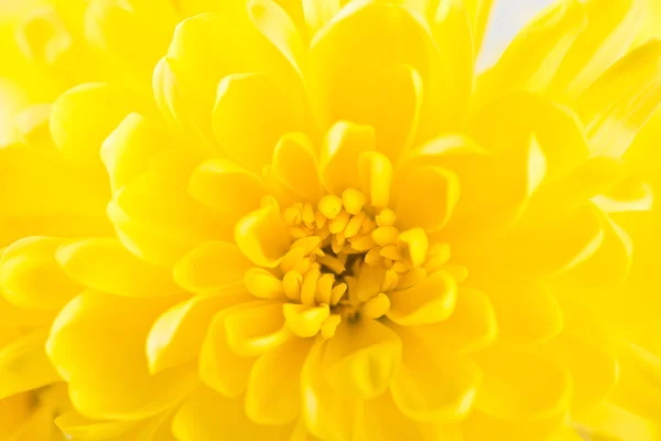 Gele bloem aster — Stockfoto