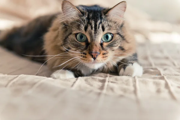 Retrato de un gato gris —  Fotos de Stock