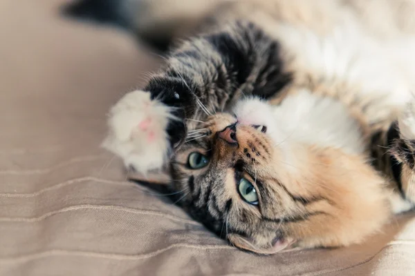 Hermoso gato — Foto de Stock