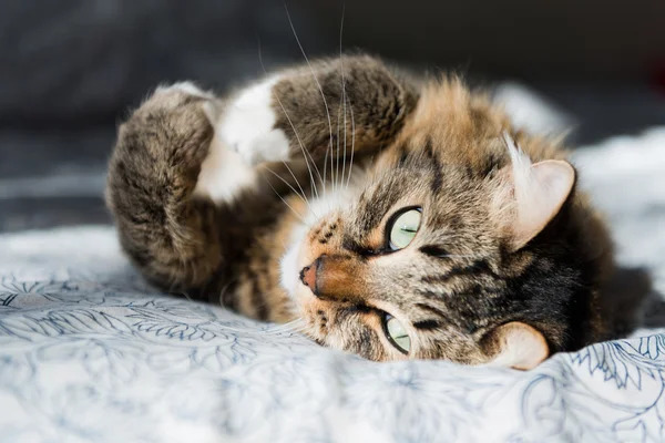 Gato gris — Foto de Stock