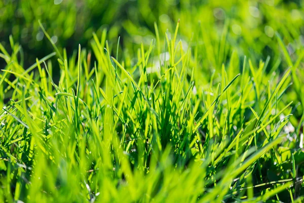 Spring grass — Stock Photo, Image