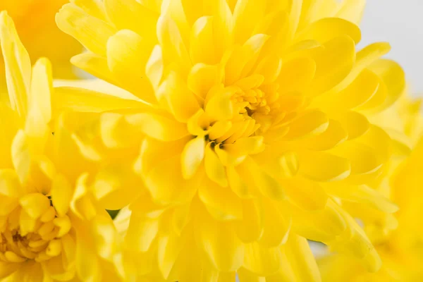 Gele bloem aster — Stockfoto