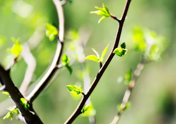 Jonge gebladerte — Stockfoto