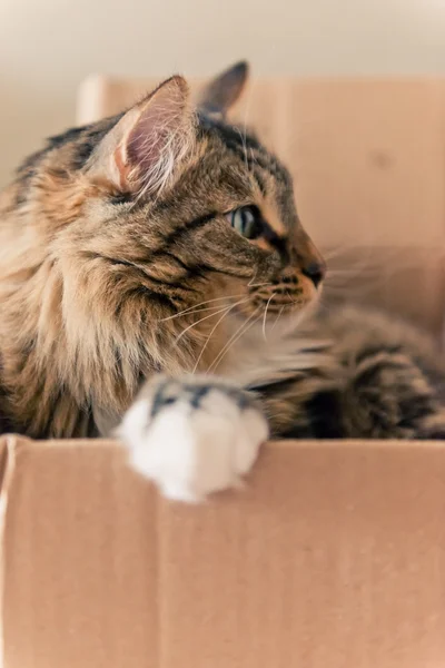 Кішка сидить у коробці — 스톡 사진