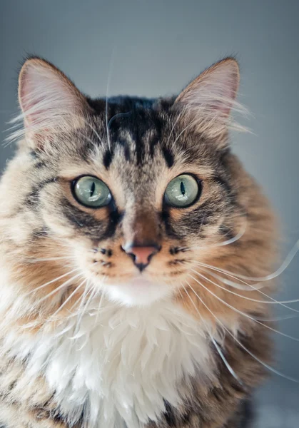 Gato bonito cinza — Fotografia de Stock