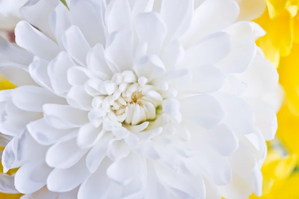 Witte bloem aster — Stockfoto