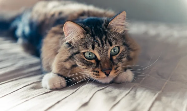 Krásná šedá kočka — Stock fotografie