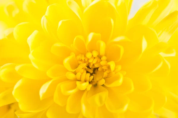 Flor amarilla aster Imagen de stock