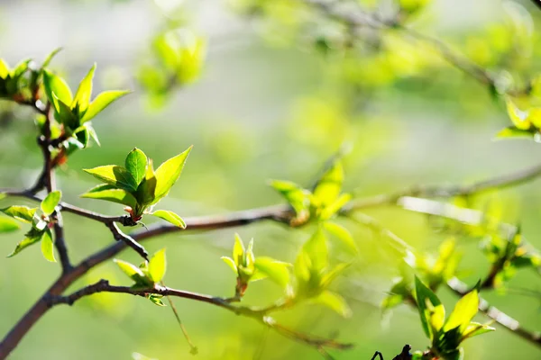 Young foliage Stock Picture