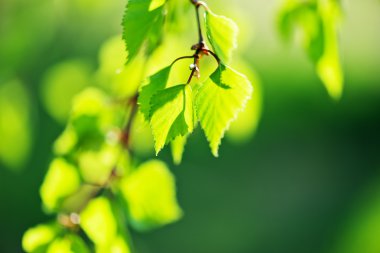 Huş ağacı yaprakları yeşil yakın çekim