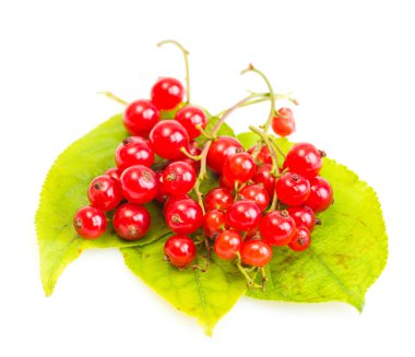 yeşil yaprakları üzerinde kırmızı kuş üzümü