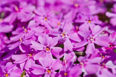 Phlox subulata 
