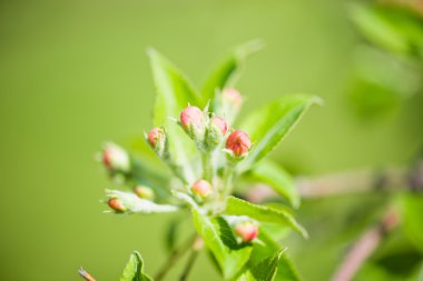 İlkbaharda açan bir elma dalı. 