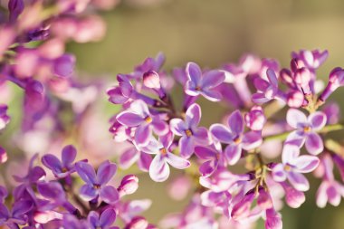 Leylak kokulu çiçekleri (syringa vulgaris).