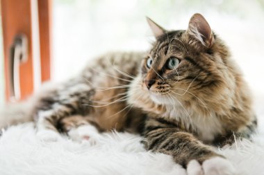 Gri kedi yatağı üzerinde seyir 