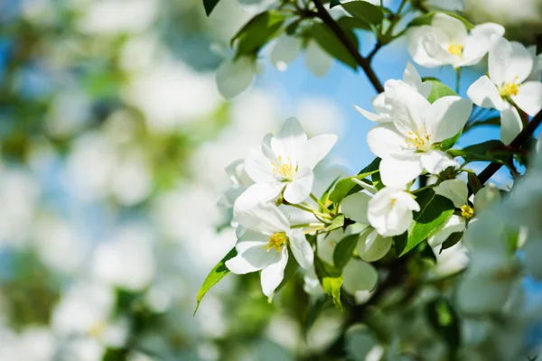 Um ramo florescente de macieira na primavera — Fotografia de Stock