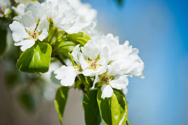Ένα ανθισμένο κλαδί μηλιάς την άνοιξη — Φωτογραφία Αρχείου