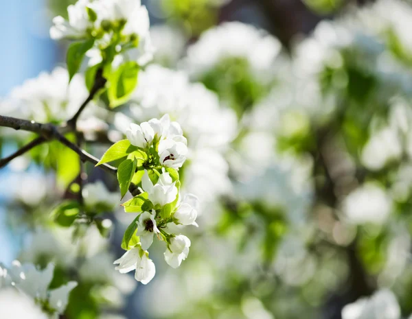 En blommande gren av äppelträd på våren — Stockfoto