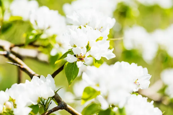 Kvetoucí větev jabloně na jaře — Stock fotografie