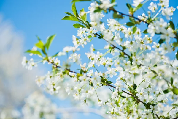 Las flores de los cerezos florecen en un día de primavera — Foto de Stock