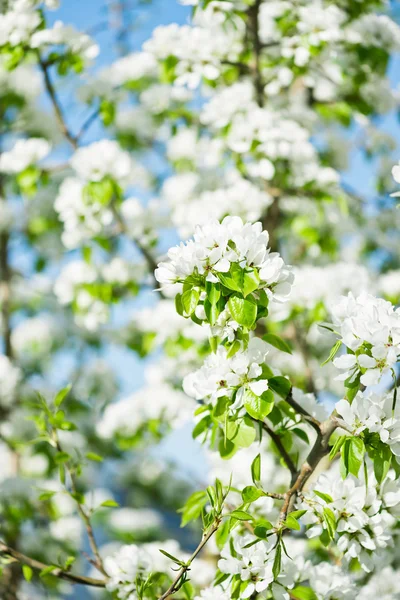 Een bloeiende tak van appel boom in de voorjaar — Stockfoto