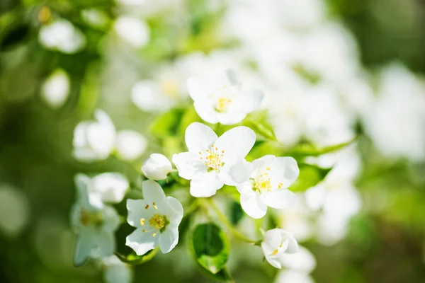 En blommande gren av äppelträd på våren — Stockfoto