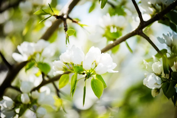 Een bloeiende tak van appel boom in de voorjaar — Stockfoto