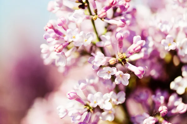 Fleurs de lilas parfumées (Syringa vulgaris) ). — Photo