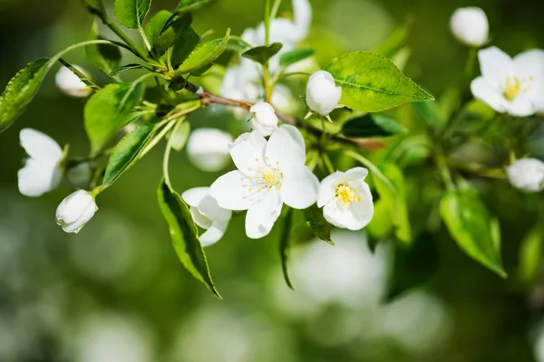 A blooming branch of apple tree in spring — Stock Photo, Image