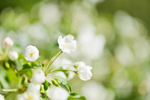 A blooming branch of apple tree in spring — Stock Photo, Image