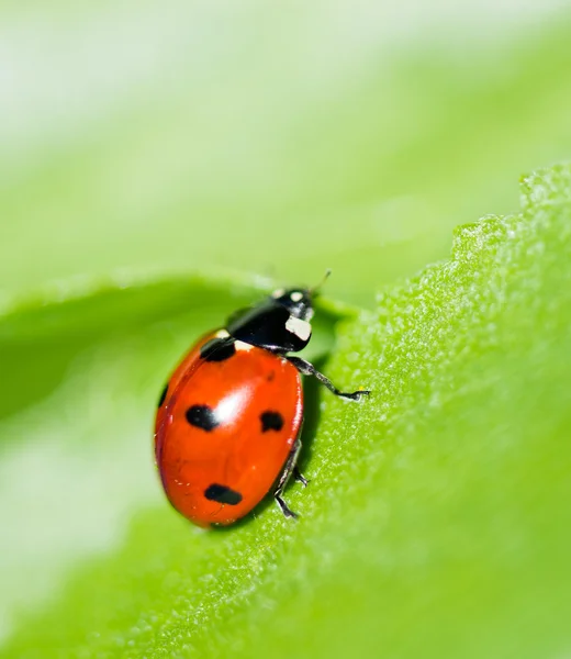 Coccinella su una foglia. Bella natura — Foto Stock