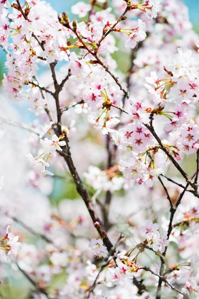 A blooming branch of apple tree in spring — Stock Photo, Image