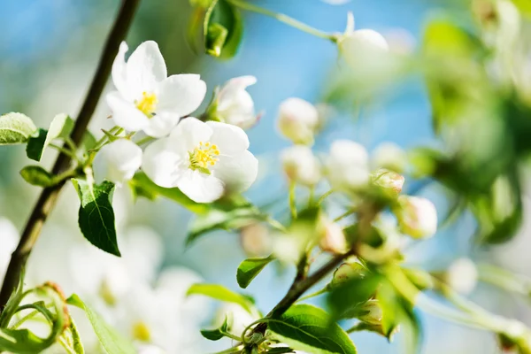 En blommande gren av äppelträd på våren — Stockfoto