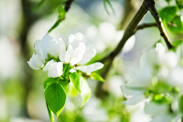 Um ramo florescente de macieira na primavera — Fotografia de Stock