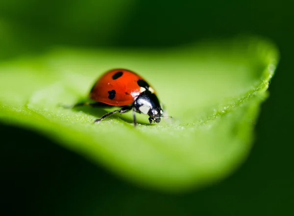 Ladybug on a leaf. Beautiful nature — Stock Photo, Image