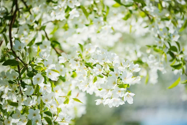 一枝盛开的苹果树在春天 — 图库照片