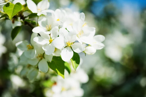 En blommande gren av äppelträd på våren — Stockfoto