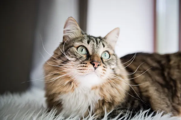 Grey cat looking up on bed — Stock Photo, Image